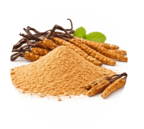 Cordyceps Sinensis Powder