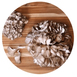 Maitake Mushroom Extract