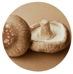 Shiitake Mushroom Extract